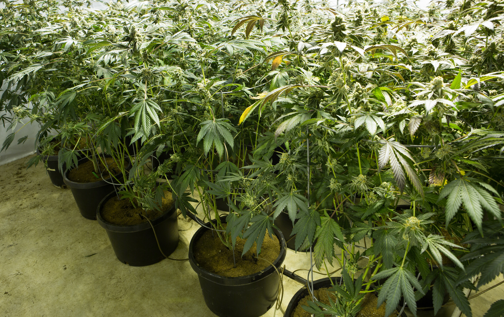 Marijuana_Law_Criminal_DSM
